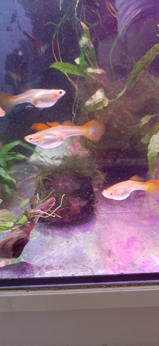 Gupiki rybki do akwarium