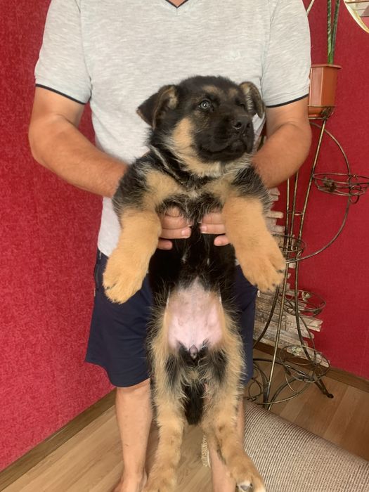 Продам щенят Німців