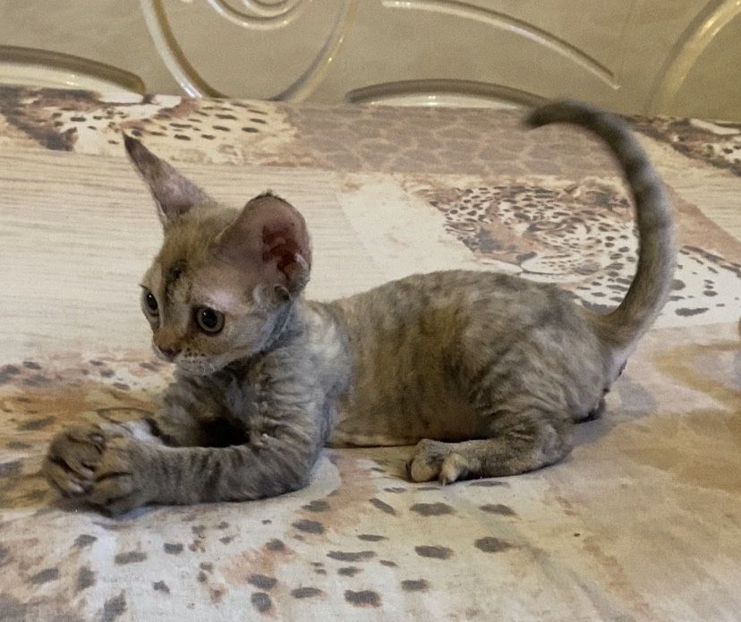 Девон рекс котики