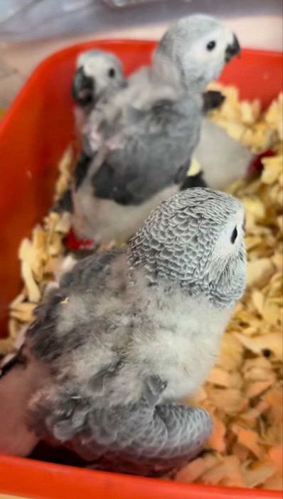Papagaios cinzentos bebés