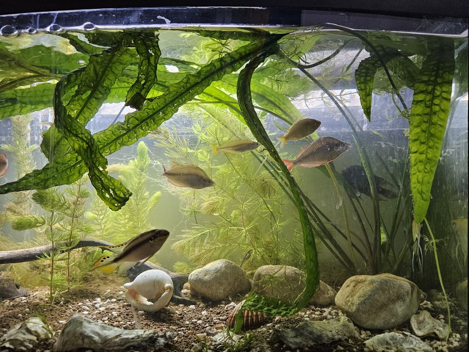 Rosliny akwariowe kryptokoryna karbowana rogatek