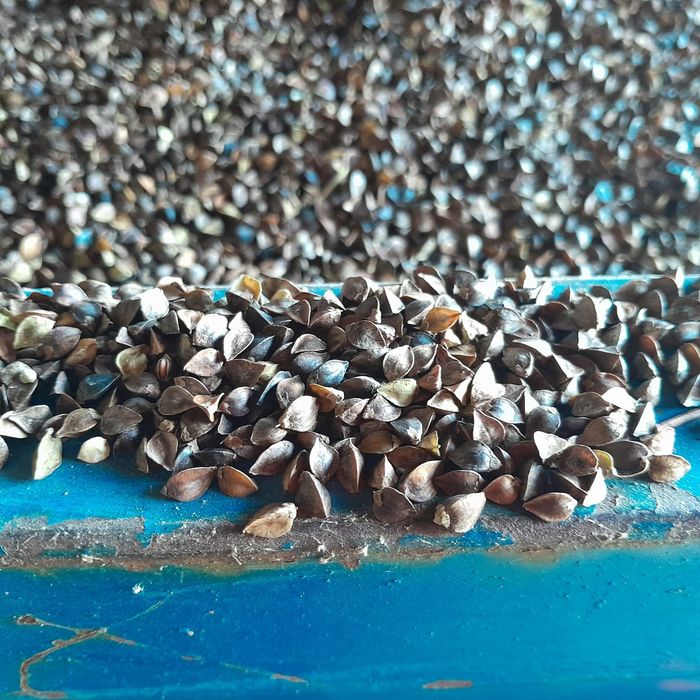 Gryka Panda nasiona.