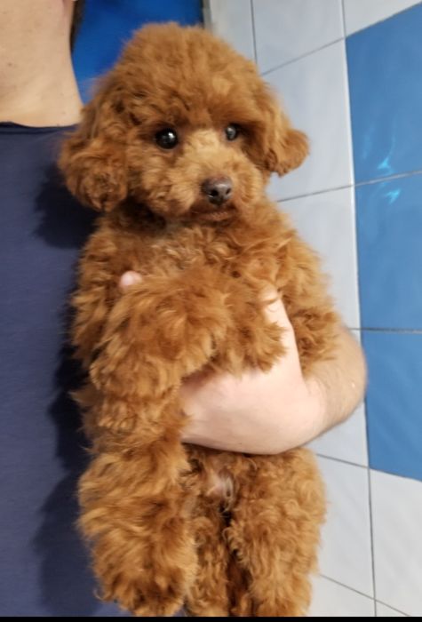 Вязка!Мальчик рэд браун той пудель