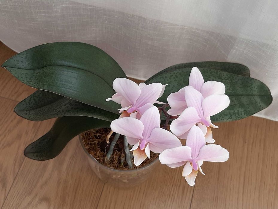 Орхидея фаленопсис Пилонг Чери