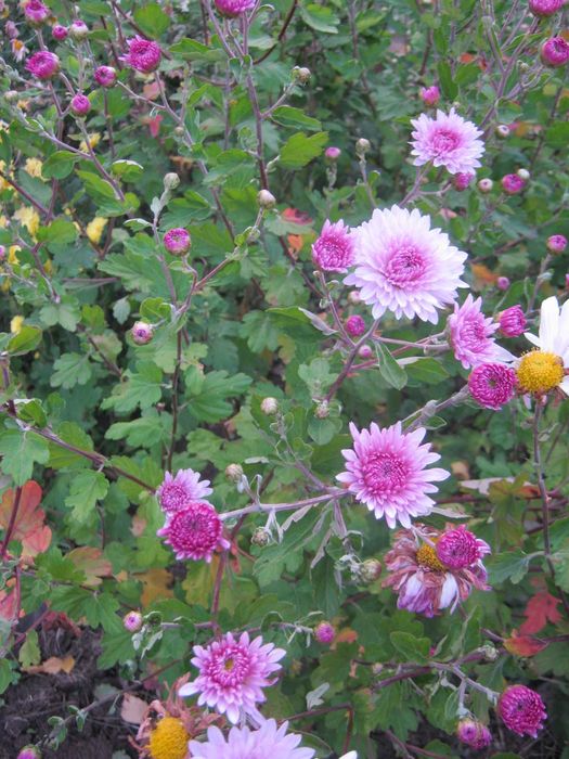 Хризантемы веточные, морозостойкие