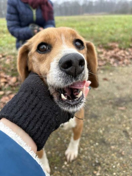 Piękna Scarlett szuka domu