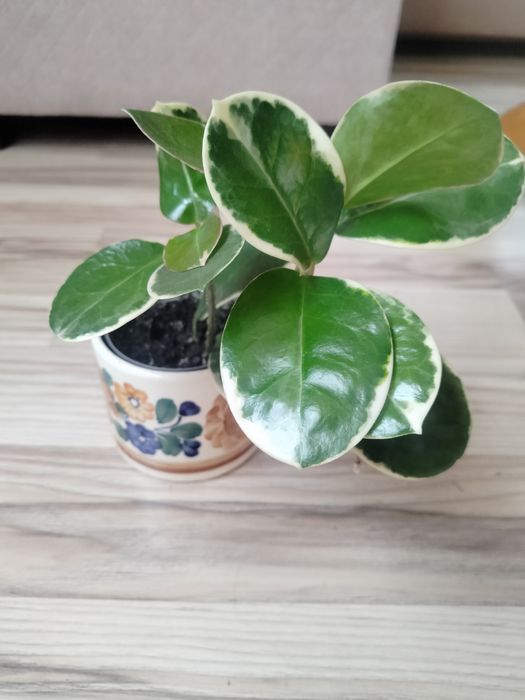 Ukorzeniona hoja australis blondie