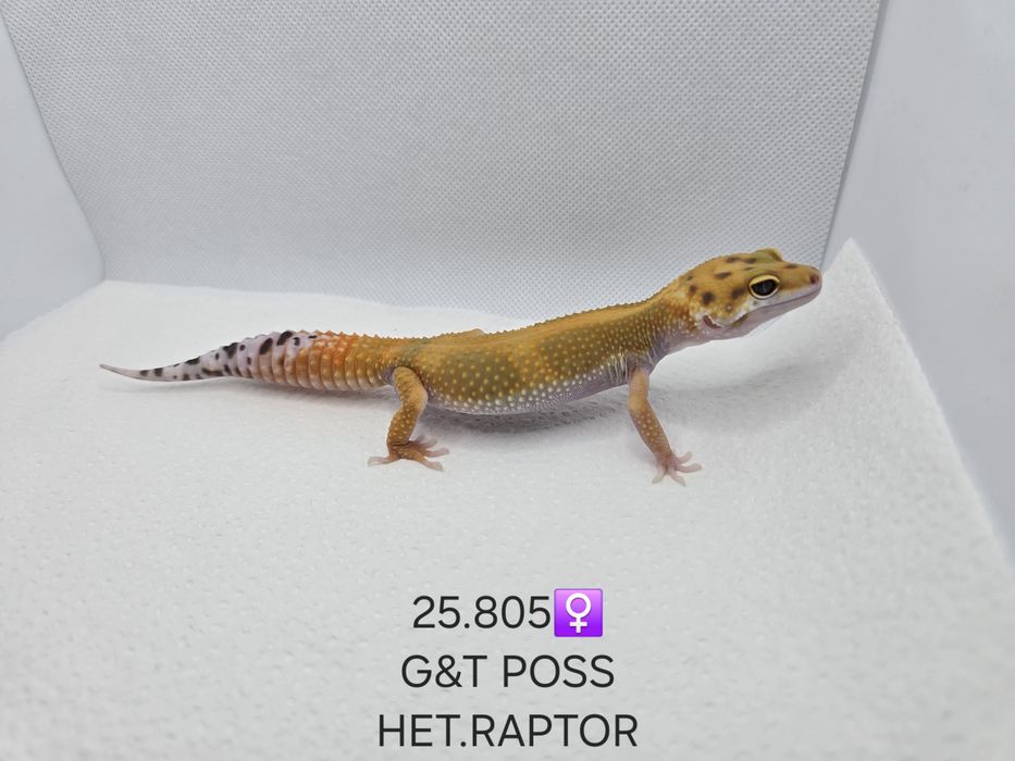 Gekony lamparcie samce I samice