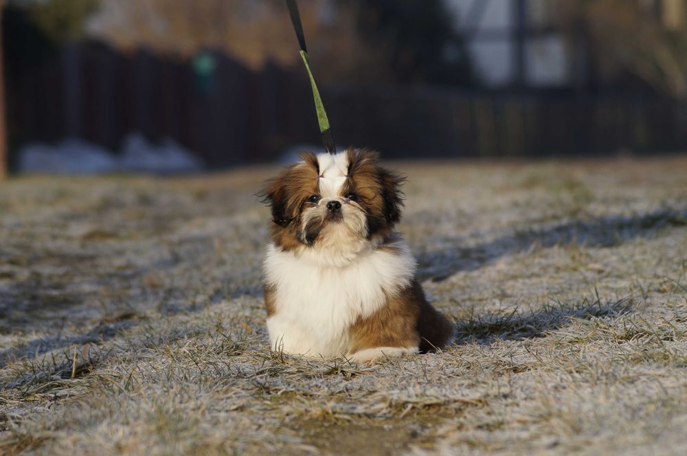 shih tzu chłopczyk samiec szczenię ZKwP/ FCI