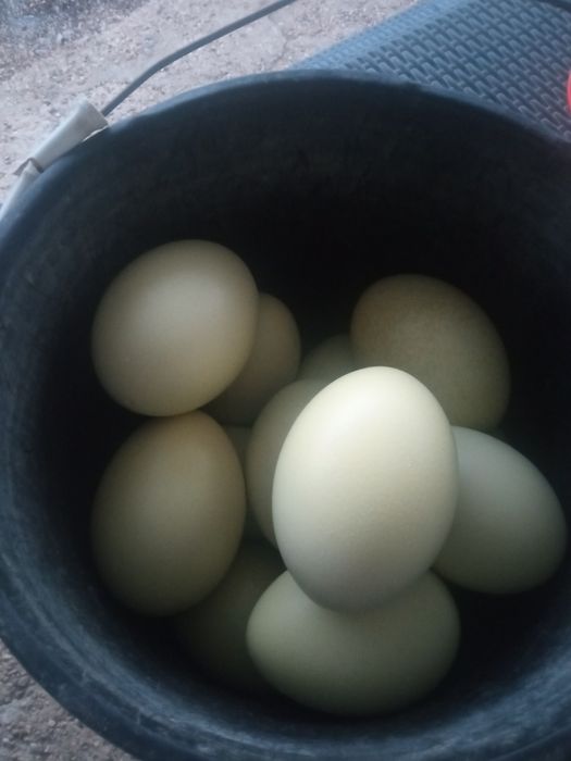 Ovos de Nandu ( vazios)
Limpos e desinfectados por dentro e por fora