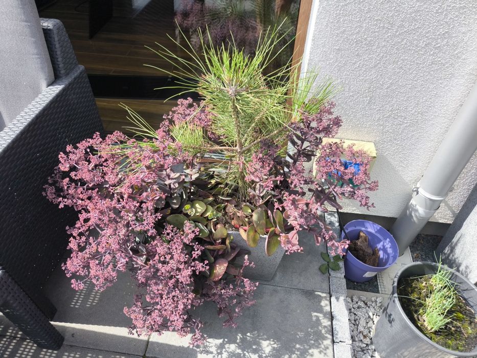 Klon palmowy ATROPURPUREUM w donicy z systemem nawadniania