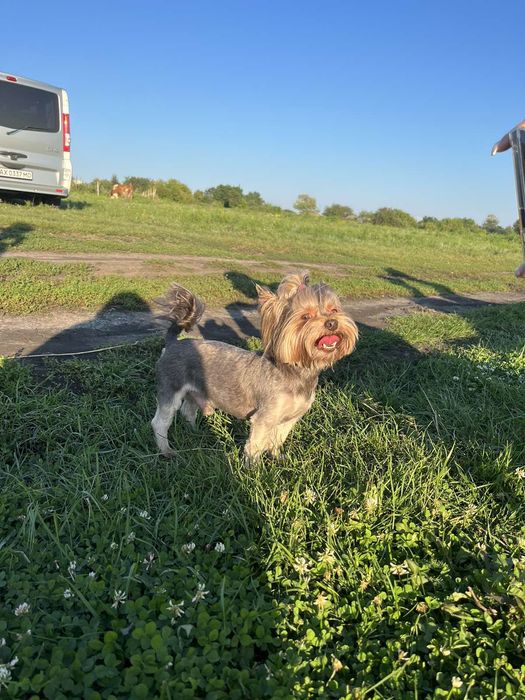 Вязка Йорка шоколад