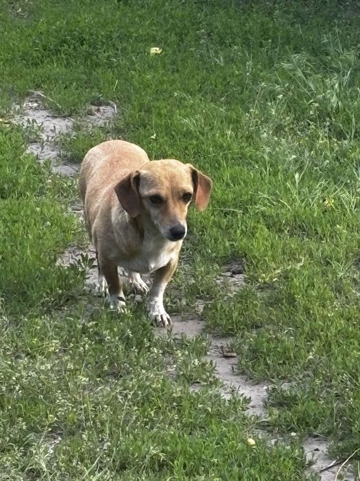 Малесенької породи метис Такси дівчинка