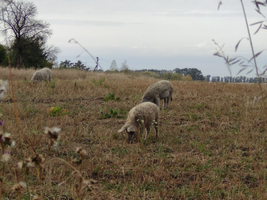 УГОРСЬКА ПУХОВА МАНГАЛИЦЯ 100% поросята, кнурі, свиноматки.
