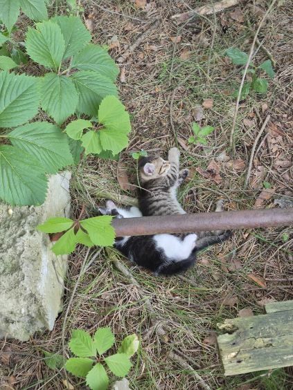 Kociaki do adopcji za darmo