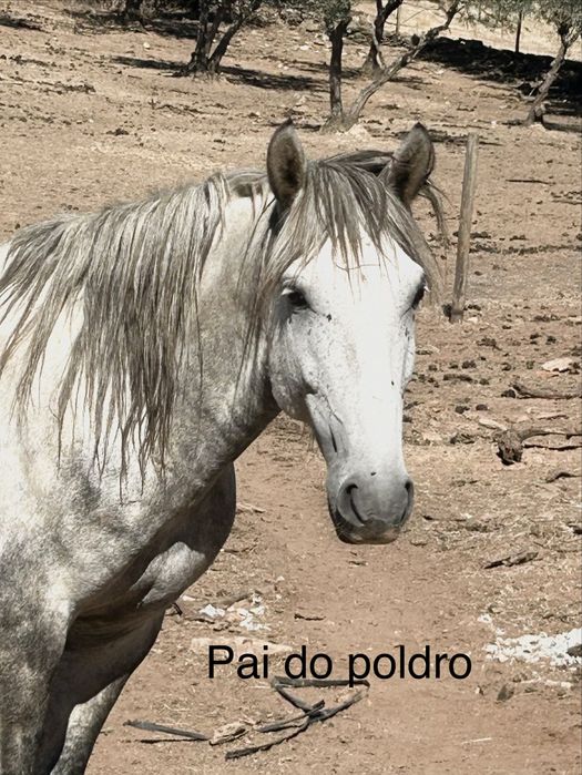 Plodro cruzado lusitano com ingles