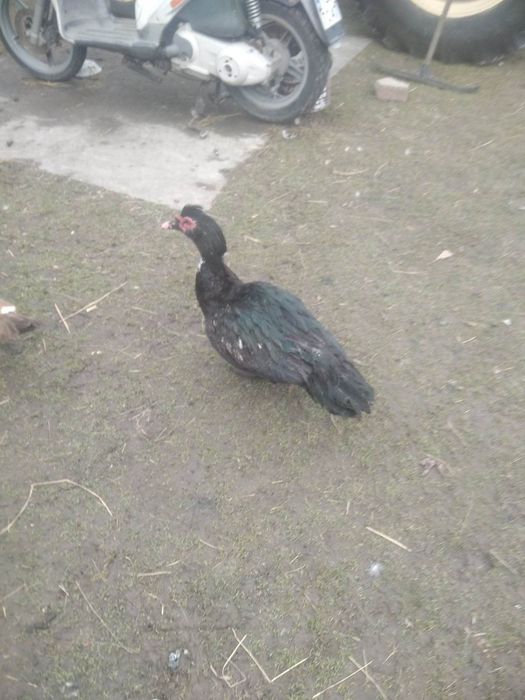 Witam Sprzedam kaczki