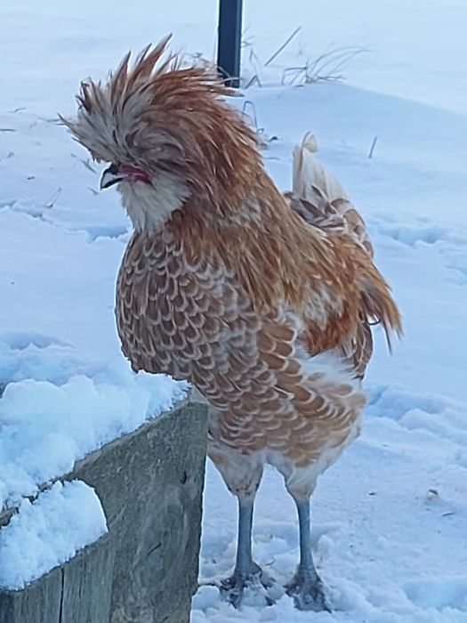 Kogutki czubatka wielbłądzia