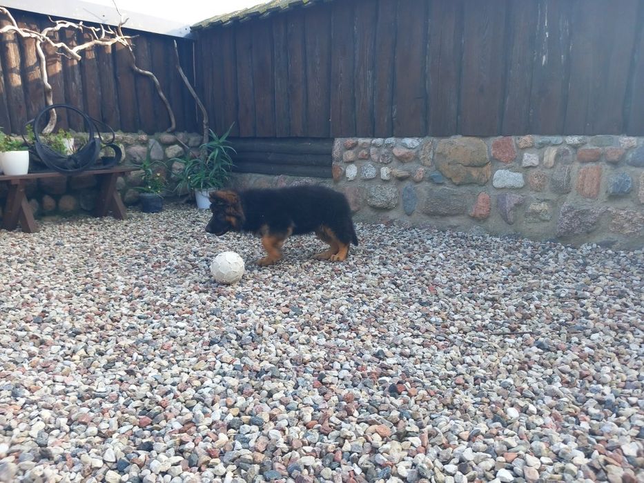 Owczarek niemiecki długowłosy