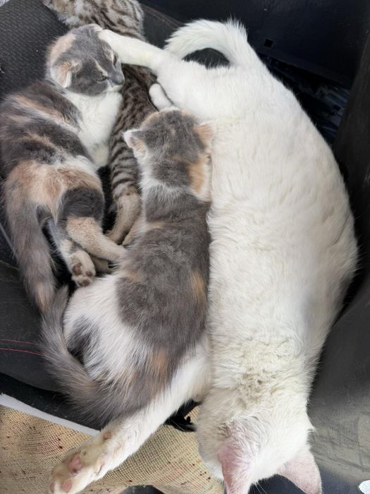 Віддам 2 кошенят в добрі руки