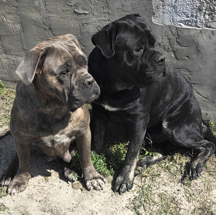 Szczeniak Cane Corso Italiano piesek czarny pręgowany