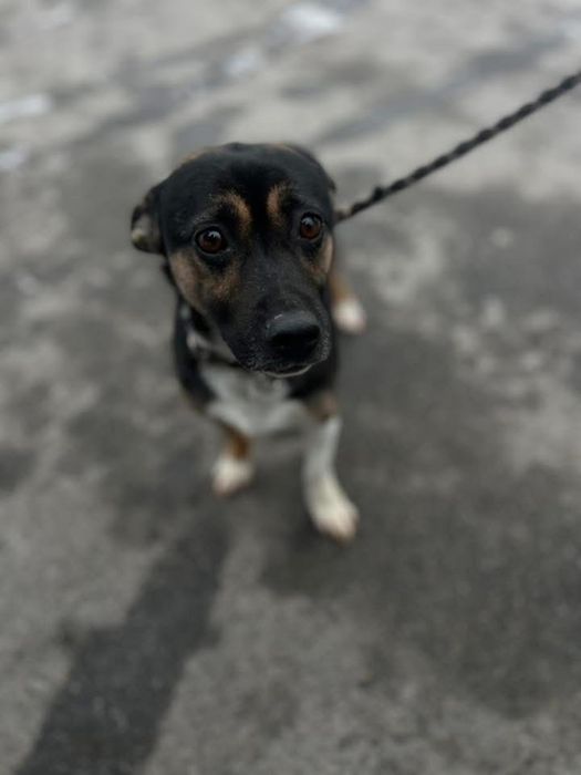 Добрый мальчик Патрон отдам в семью