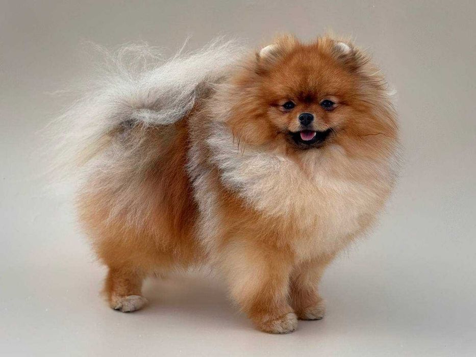 Померанський шпіц для в'язки КСУ-FCI /вязка шпиц