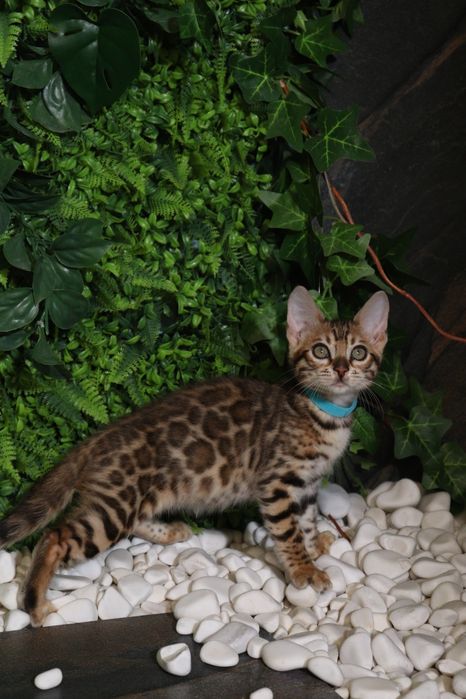 Бенгальська дівчинка Сабіна