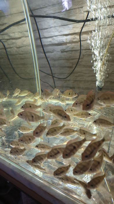 Ziemiojady Red Head Tapajós