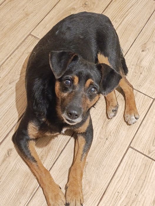 Маленький хатній собачка