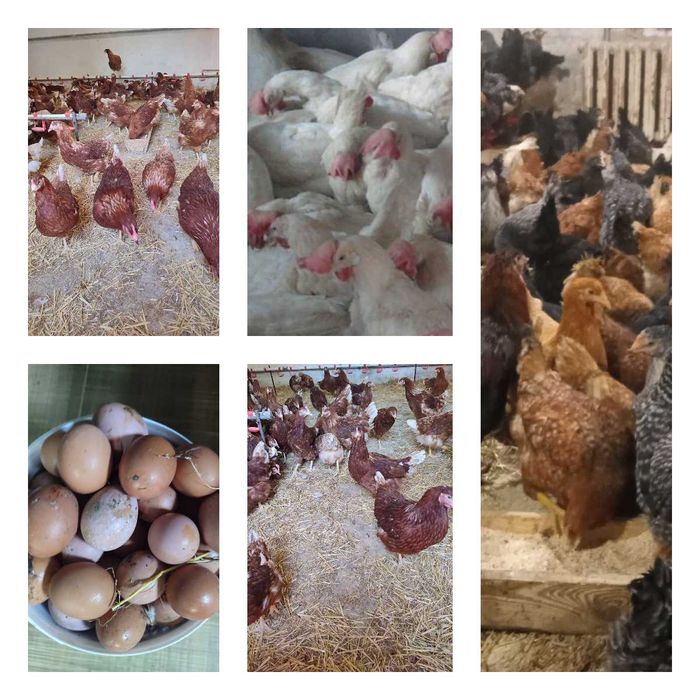 Продам кури несушки! Доставка безкоштовна. Сміла!