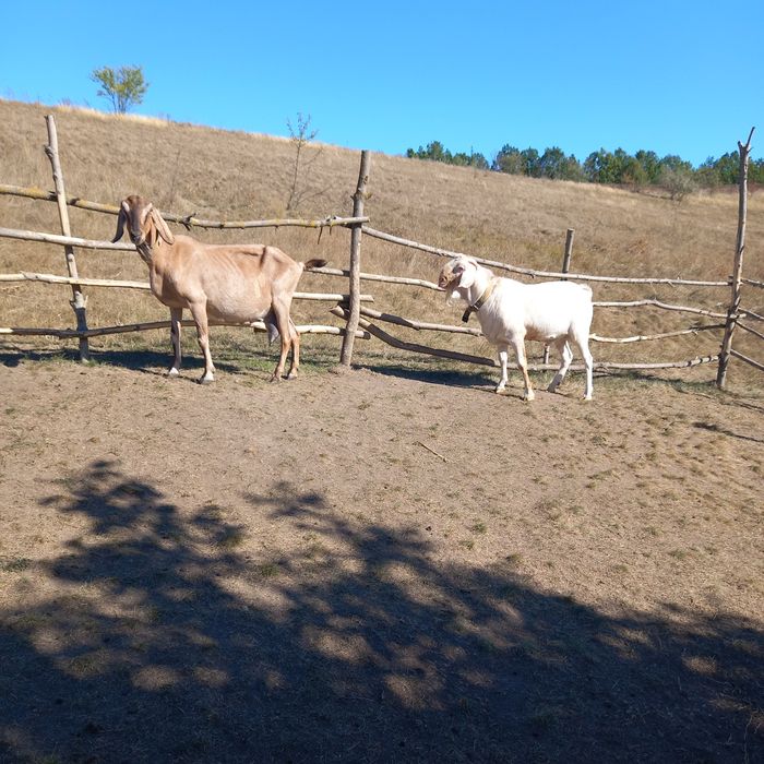 Нубійський козел плідник