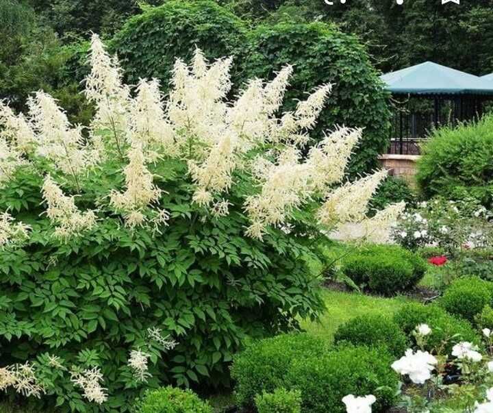 Папоротник 3 види ( Волжанка, Астильба,Щитовник))