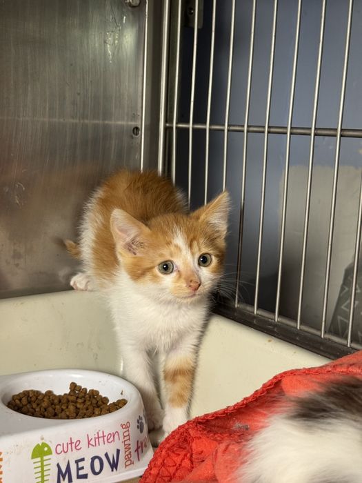 Очень красивые котята в ответственные руки