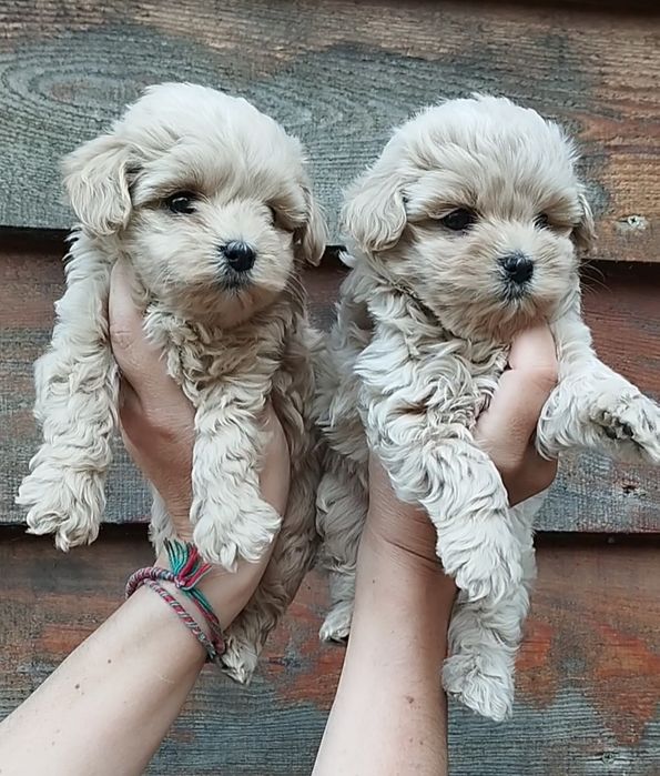 Мальтипу девочки и мальчики