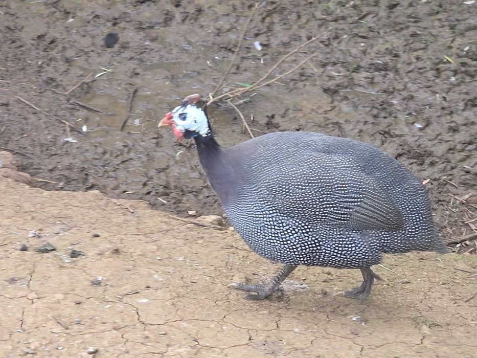Galinhas de Angola / Fracas