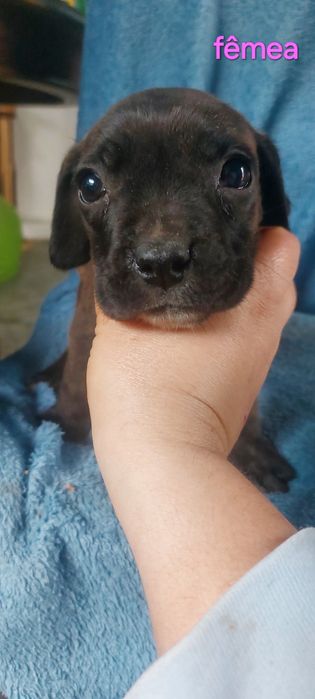 Bebes arraçados de pitbull