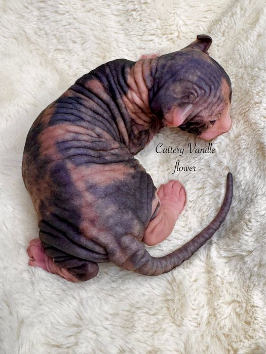 Канадский сфинкс эльф