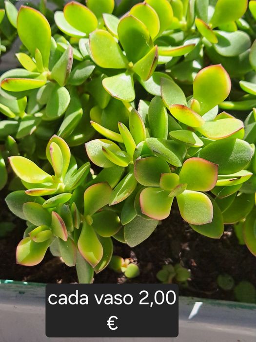 Pote em estanho puro 95%