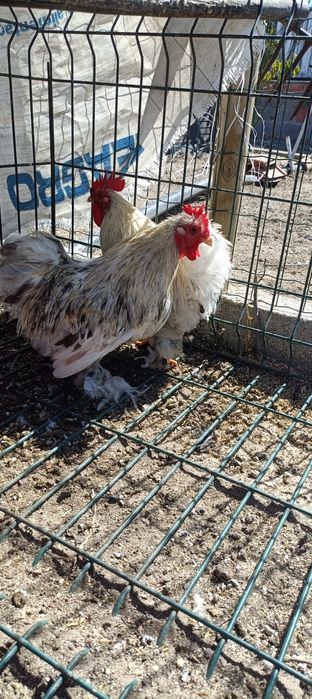 Galos cruzados e galos Pekin