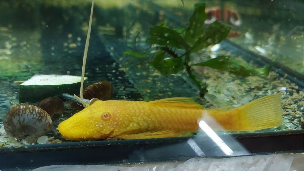 Ancistrus sp. Gold Albinos Juvenis (3-4cm)
