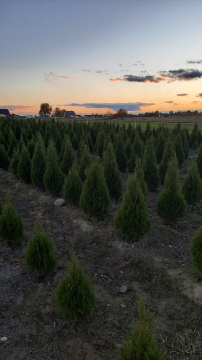 Thuja smaragd kopana z gruntu