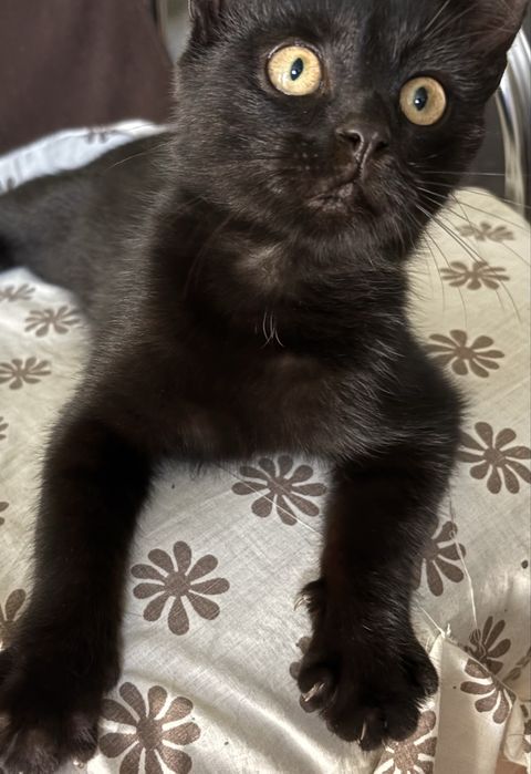 Котик шукає родину