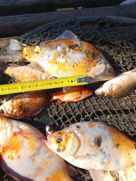 Karaś ozdobny kolorowy Koi