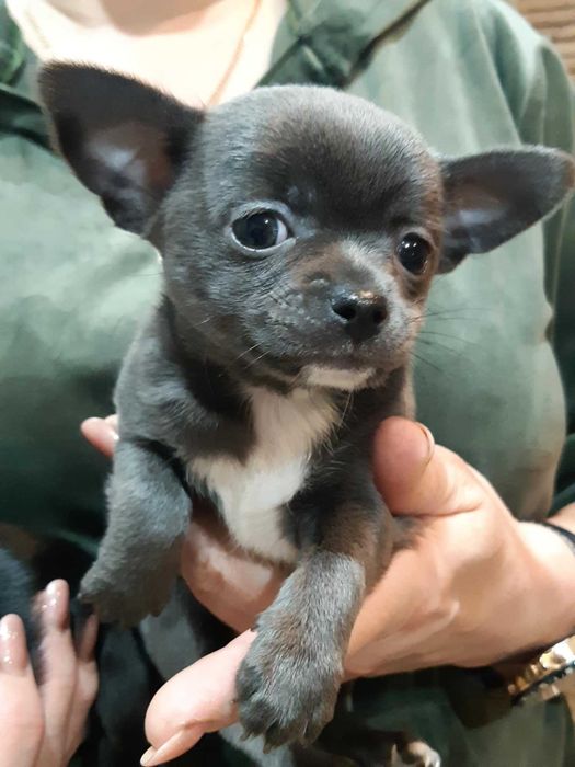 Chihuahua Piesek Niebieski