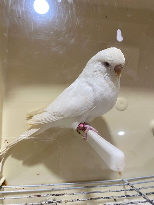 Fêmeas de periquito disponíveis