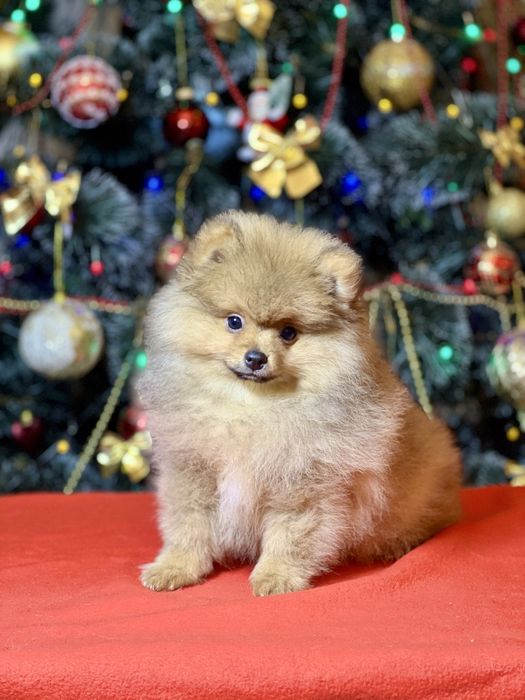 Померанський шпіц