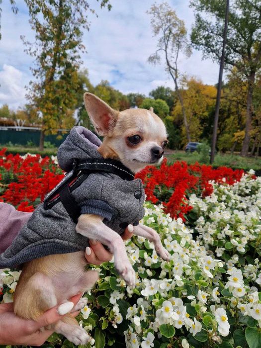 Чіхуа хлопчик вязка