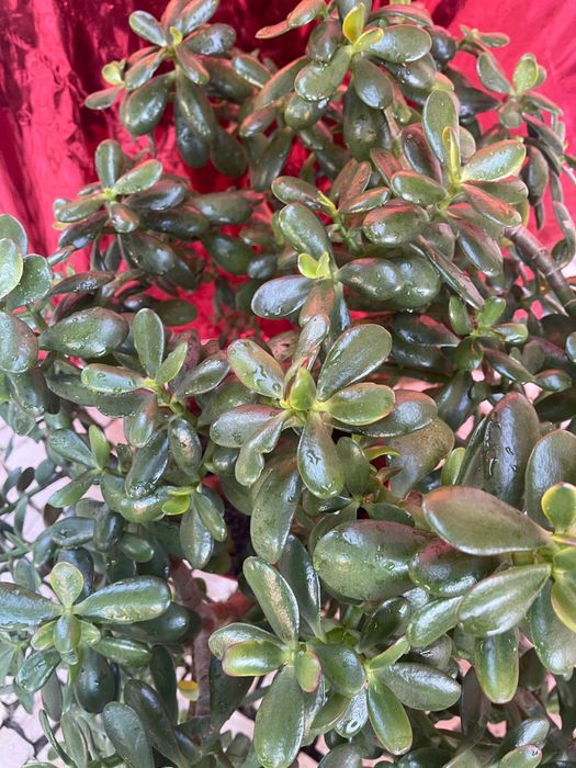 Plantas de exterior diversas
