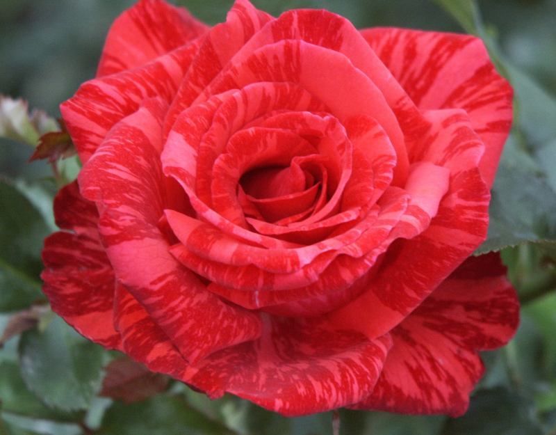 Roseira Variegata Riscada Red Tiger - PLANTA VIVA FLORES